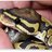 _Snek_