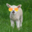 lambchomp