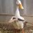 birdswitharmsarereal
