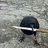A Murder of Crows