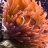Gold Anemone