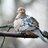MourningDove
