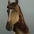 Life Action Horse