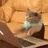 Derpy Cat