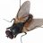 Black Flies