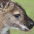 Wallaby