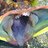 Sarcastic Fringehead