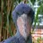 Balaeniceps Rex