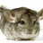 Standard Gray Chinchilla