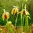Darlingtonia californica