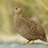 *Hidden_Bird*