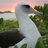 lordofseagulls