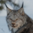 LynxFan29