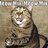 MeowMixMeowMix