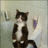 PTSD Cat