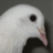 Pigeonball