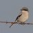 Shrike