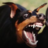 Rolli & Rottweiler