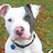 Pitbull
