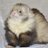 ResurrectedFerret