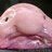 theblob