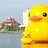 Ducks