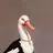 Dollar Duck
