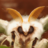 Courier Moth