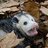 a possum