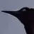 quick bird