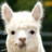 A Friendly Alpaca