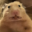 hamsters are cool